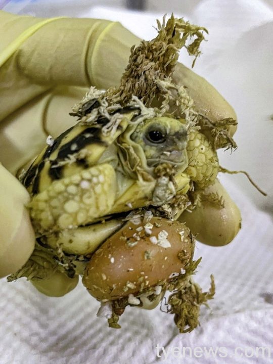 【有片】緬甸星龜、七彩變色龍產卵絕招 確保子代存活率 17 緬甸星龜為了避免10月雨季末期就產下的卵,在氣候轉涼且食物相對稀少的乾冷季節裡孵化 scaled