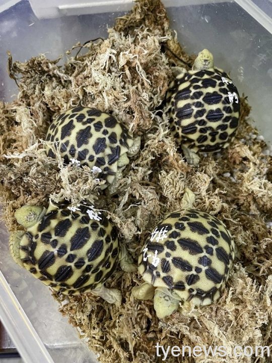 【有片】緬甸星龜、七彩變色龍產卵絕招 確保子代存活率 19 保育員模擬野外環境條件,將緬甸星龜的卵放入低溫環境進行刺激,就能提高緬甸星龜的 scaled