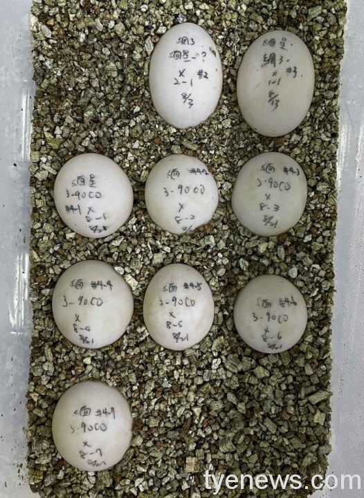 【有片】緬甸星龜、七彩變色龍產卵絕招 確保子代存活率 21 緬甸星龜會利用發育停滯滯育的方式,讓產下的卵能在氣候溫暖食物相對豐富的環境中才 scaled