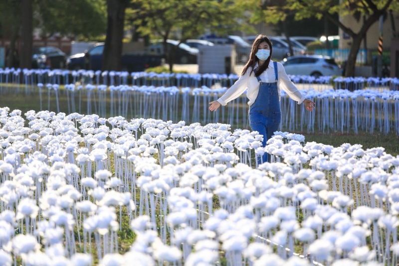 以「花」為主題 台南玫瑰花燈海、櫻花、蘭展浪漫接棒展出