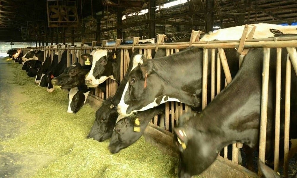 可能是動物的圖像