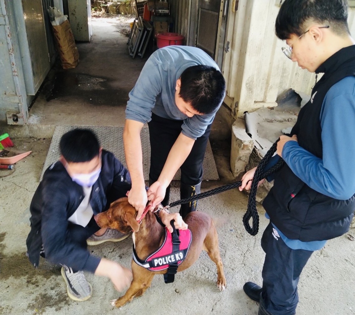 嘉義縣訂定比特犬專案輔導計畫