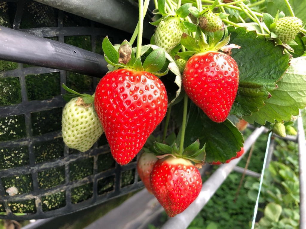 2022內湖草莓季