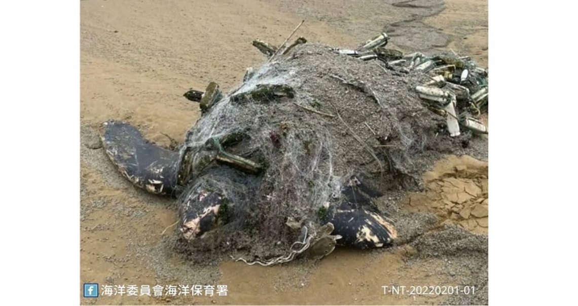 擱淺革龜病理報告出爐 網具纏繞及感染為主要死因