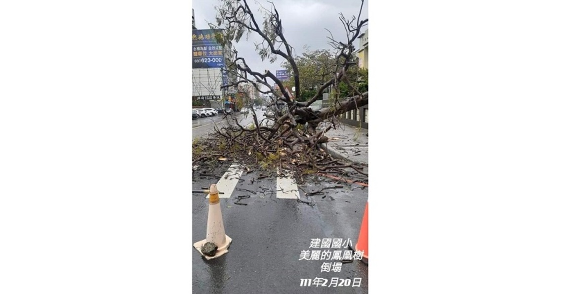 校園鳳凰樹倒塌 成為環境與生命教育最佳教材