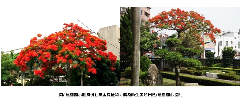 可能是花、樹和戶外的圖像