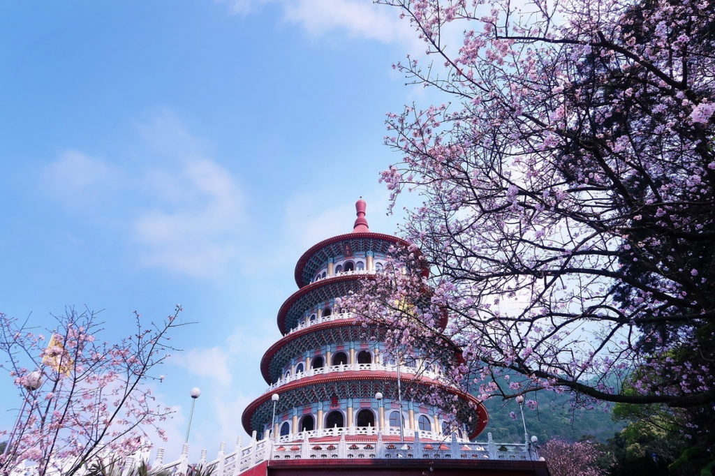 雄偉圓型寶塔天壇與粉嫩盛開的吉野櫻相襯,每年都吸引滿滿的賞櫻遊客前往淡水天元宮朝聖