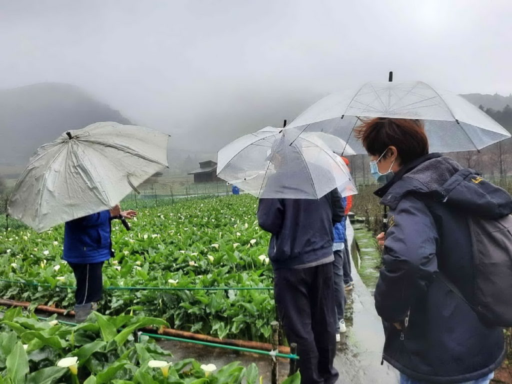 慈心基金會邀集農業專家上山探訪減藥後的海芋花田開花狀況