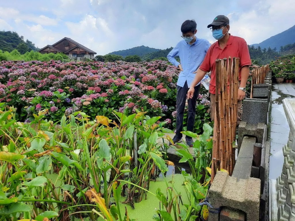海芋花期結束後,花農配合慈心基金會闢出一處花田作為減藥試驗組