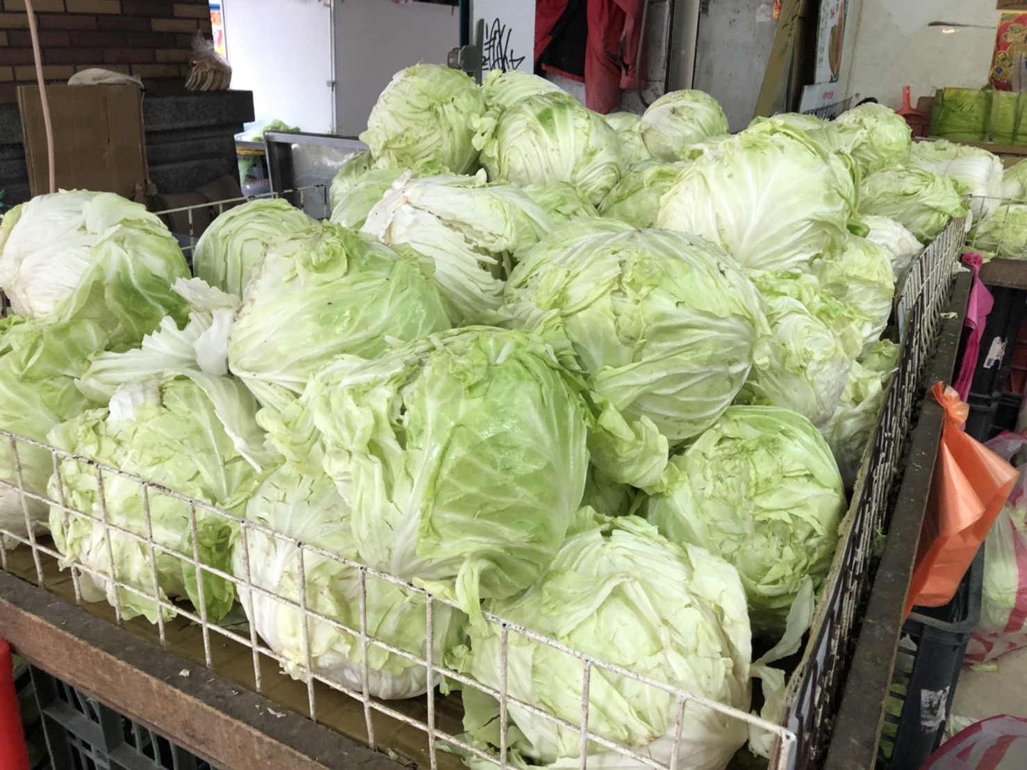 新竹山區高麗菜產銷失衡 高虹安助青農度過難關 66 S 92119057