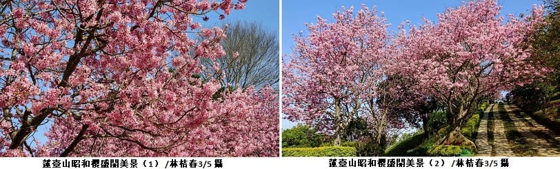 可能是樹、戶外和文字的圖像