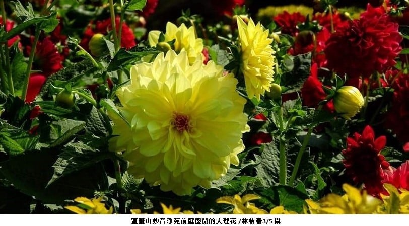 可能是花、戶外和文字的圖像