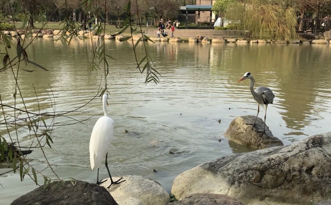 蒼鷺與白鷺鷥 凹子底森林公園雙嬌客