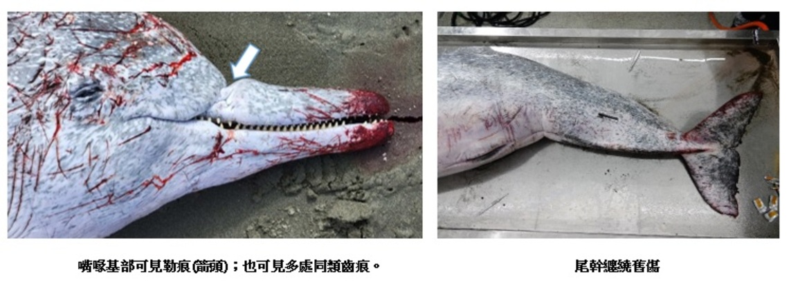 臺南安平擱淺臺灣白海豚病理報告出爐 死因為化膿性支氣管炎