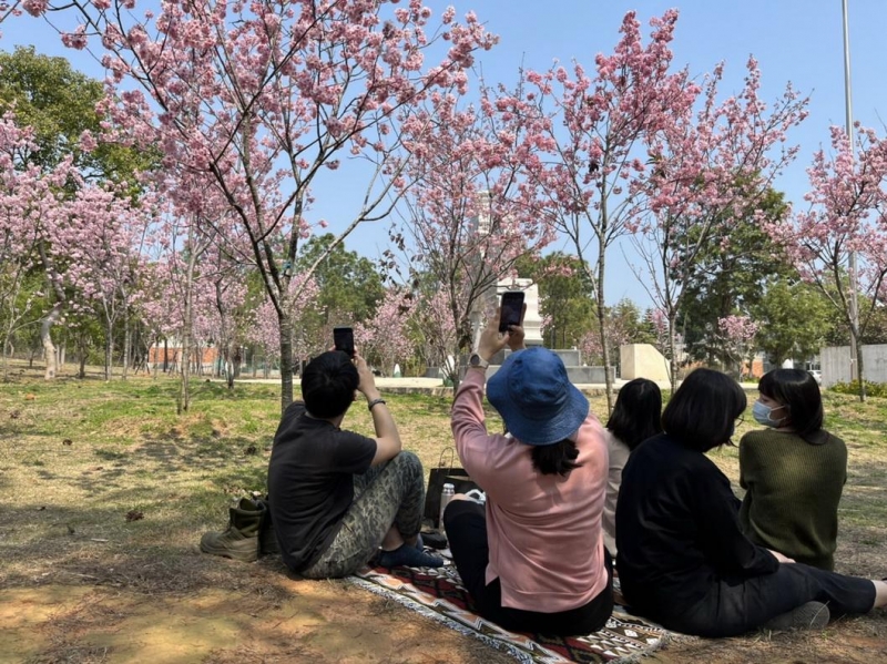 金門大學櫻花盛開 歡迎鄉親和遊客來打卡