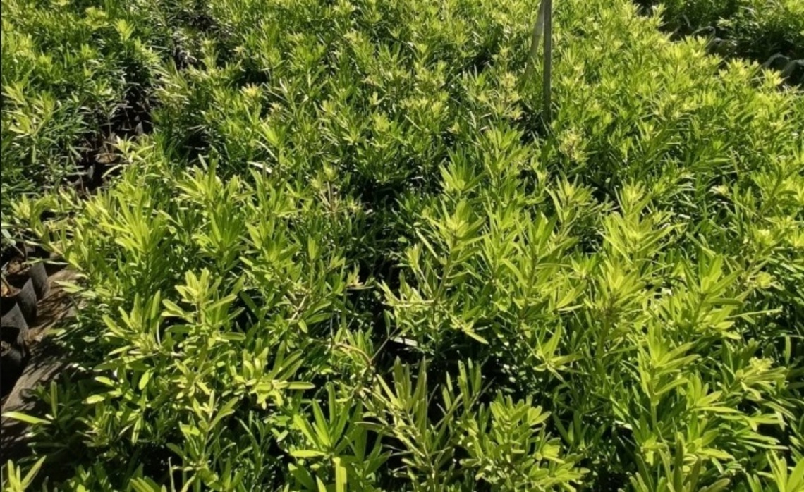 慶祝植樹節 3/11高市各區公所免費發送樹苗