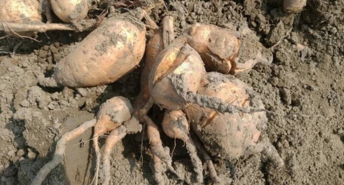 甘藷草莓農損獲准救助
