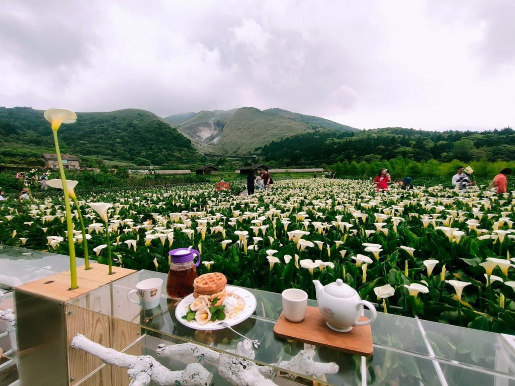 財福海芋田 花田餐桌 可眺望小油坑