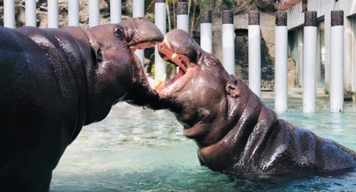 誰是你的動物系情人?壽山動物園感情世界大揭密