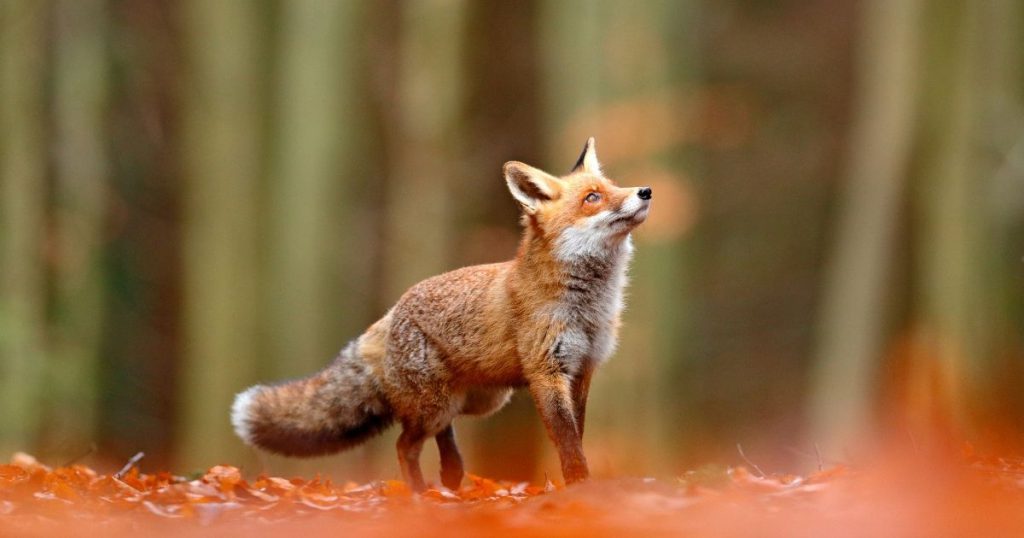 MetaMask預計推出DAO並發行代幣;開發商ConsenSys獲4.5億美元融資