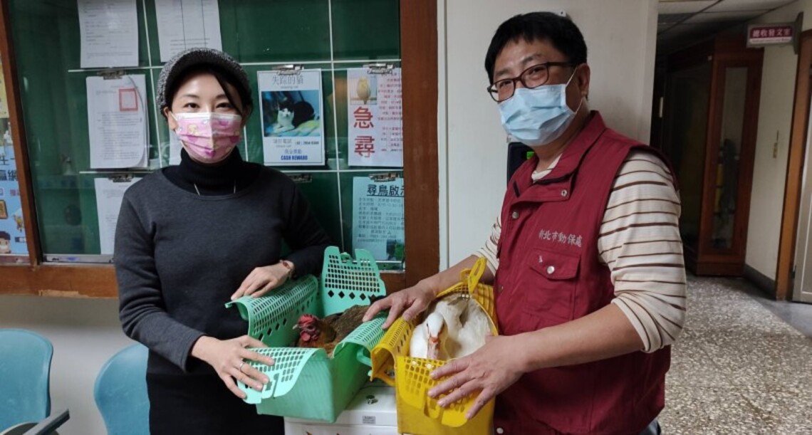 杜絕殯葬業者丟棄喪禮活禽 新北動保處聯手愛禽更生人幫雞鴨找好歸宿