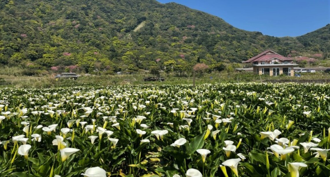 陽明山春暖花開 竹子湖海芋盛開