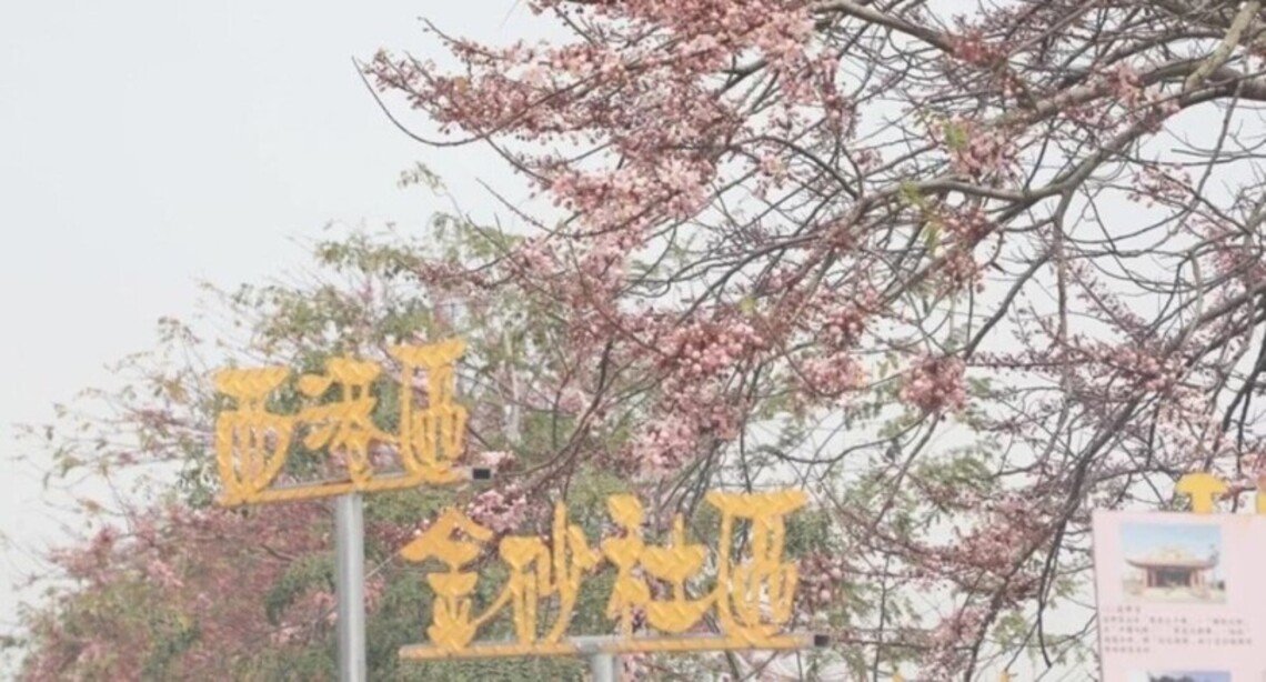 台南西港花旗木盛開