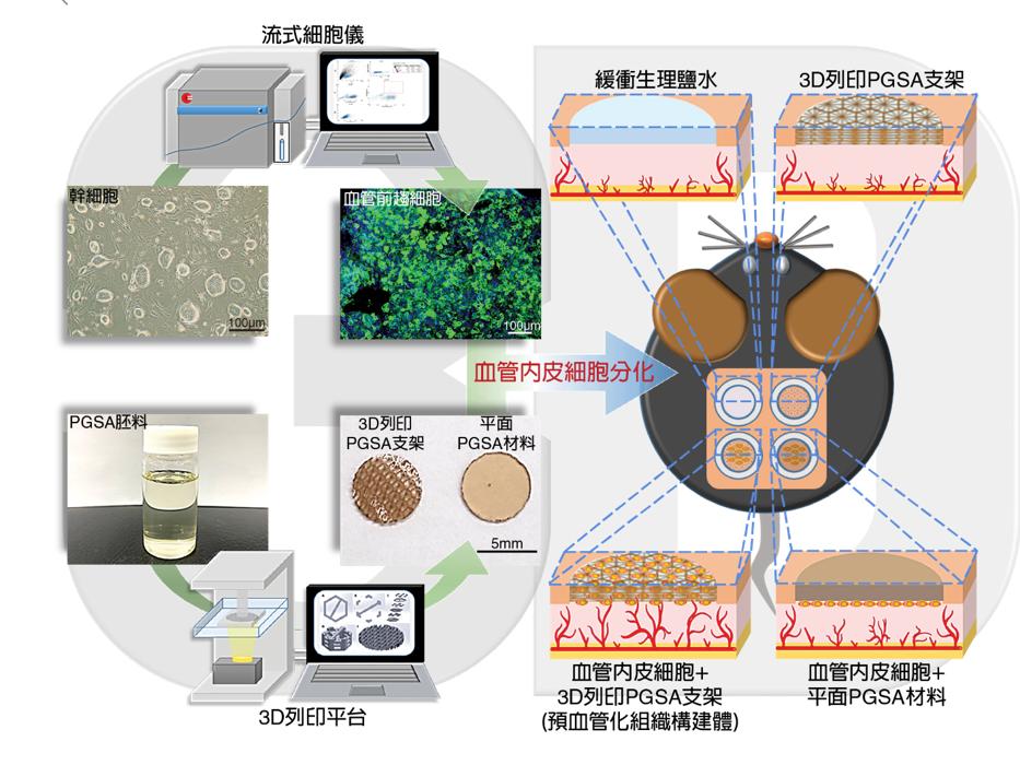 器官移植曙光!幹細胞結合3D列印技術 打造預血管化組織 22 未命名 2