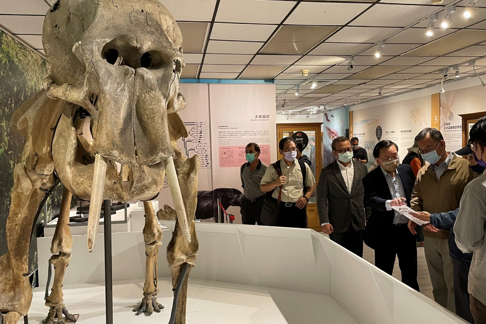 大象林旺戰友移師澎湖化石館 力挺二呆藝館開幕 66 New Project 8 0