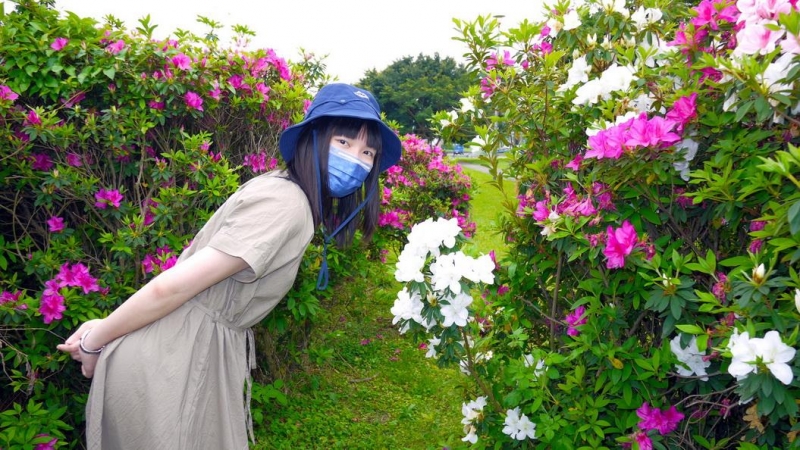 春暖花香 新北大都會公園杜鵑花綻放