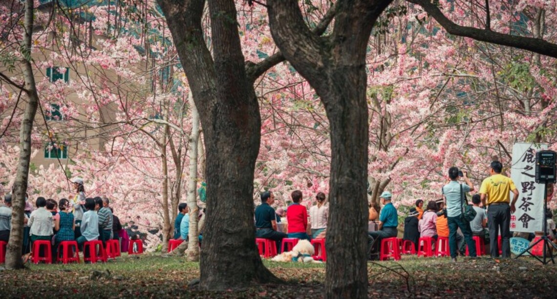 2022賞桐一期一會花現鹿野 鹿客Green Go活動3/26起跑