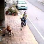▲一名騎自行車的男子停在民宅騎樓前,對小黃狗念念有詞,最後竟拿鞋瘋狂打狗 (圖/台中大甲分局 提供)