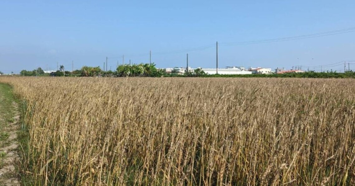 台南小麥文化節活動節開跑