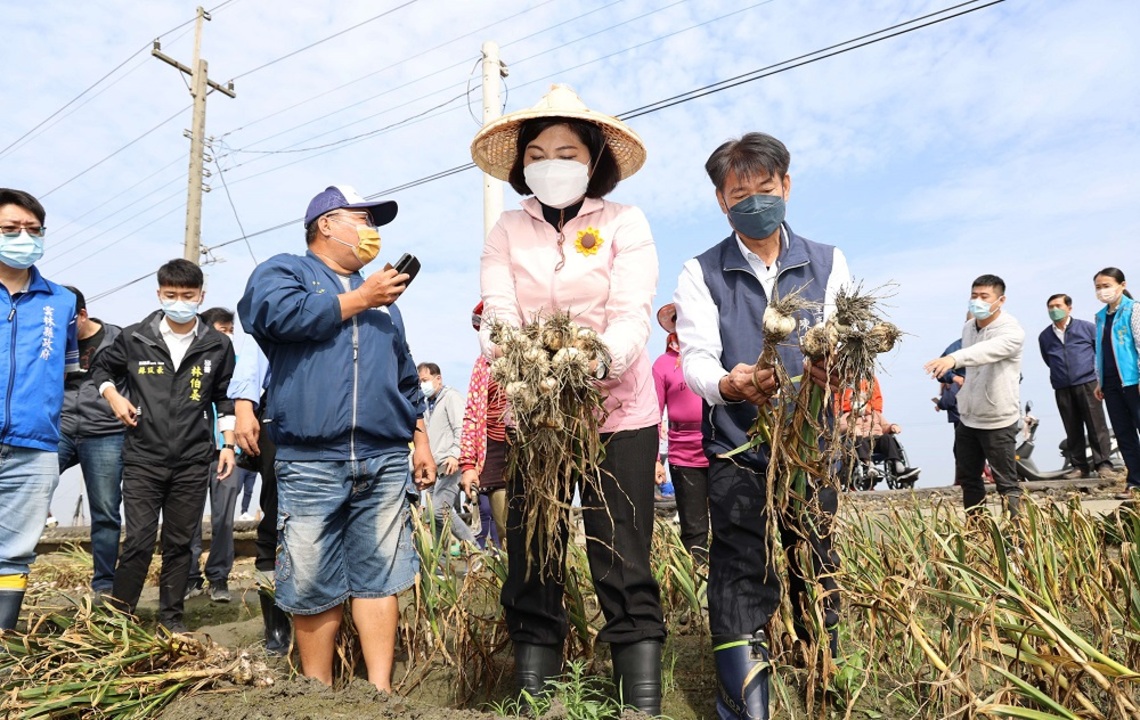 大蒜進入採收期因連日下雨影響蒜頭的生長狀況導致散瓣 建議中央將蒜頭列入災害救助