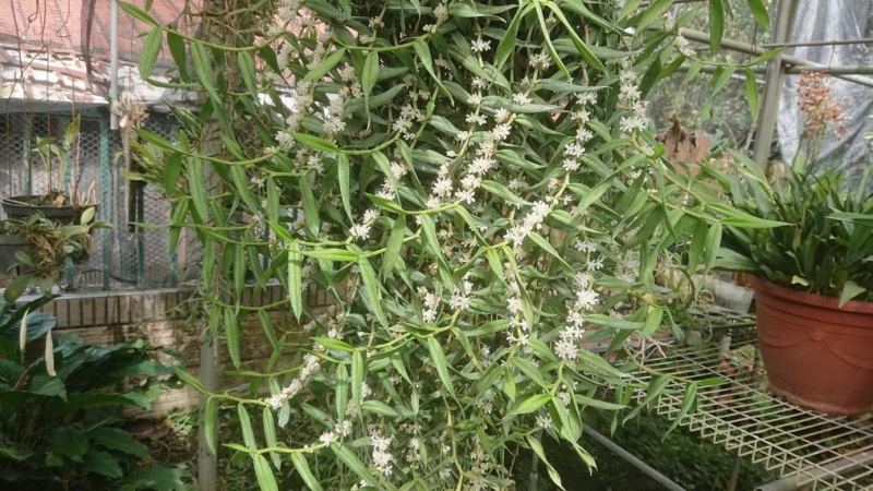 24屆北玄宮蘭花節4/2日登場