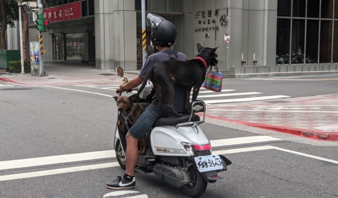 飼主們注意! 載寵物出門請做好防護