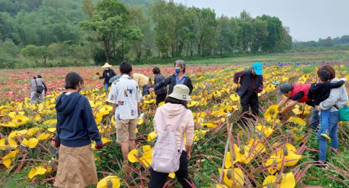 清明連假到充滿熱帶風情的屏東 來場鳳梨的「產銷履歷食農初體驗」