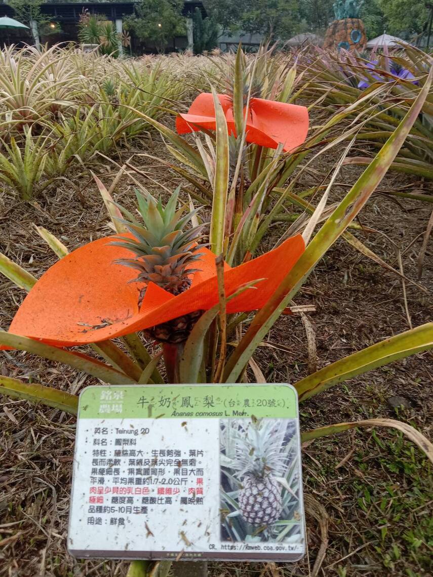 銘泉生態休閒農場,太多植物值得參觀遊歷/波新聞