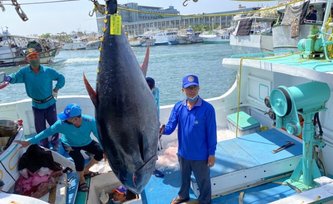 2022黑鮪魚季第一鮪確認 4/10熱鬧拍賣