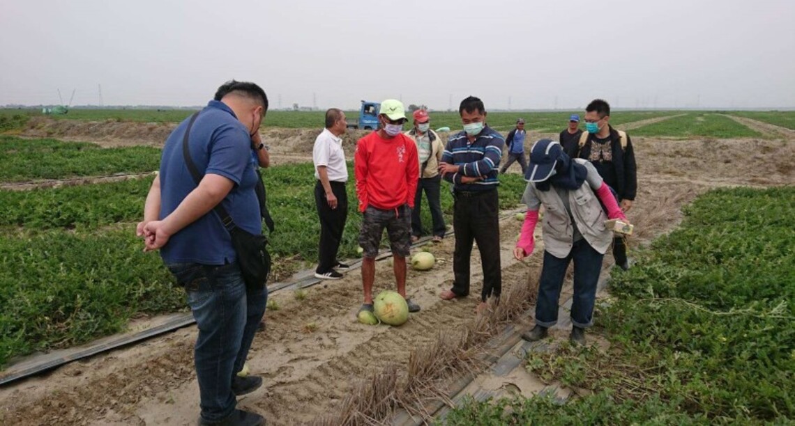受三月鋒面影響 二崙西瓜著果率低 雲縣府建議中央將西瓜列入災害救助