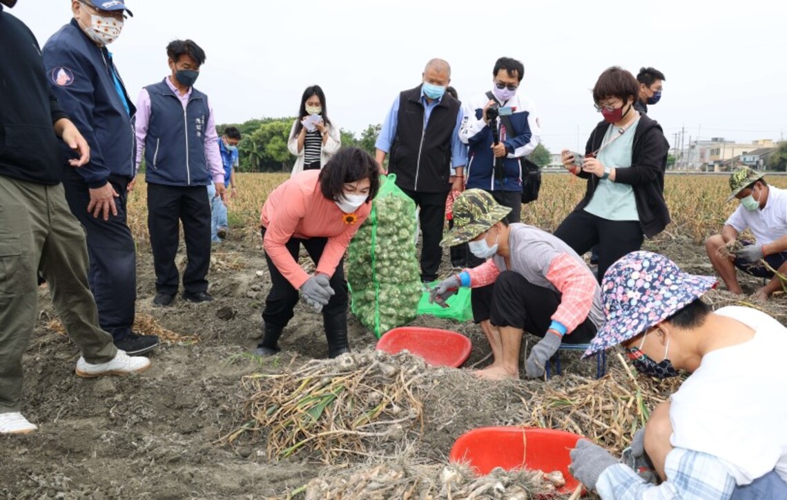 雲林第二監獄同學支援蒜頭採收 解蒜農找唔工困窘