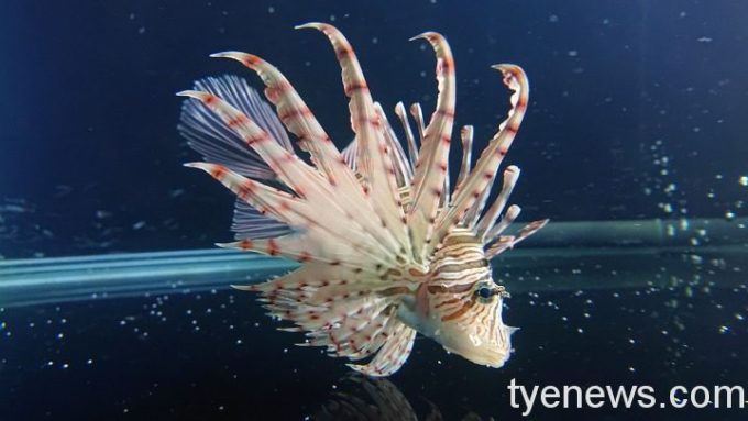 獅子魚艷麗體色和碩大的鰭條宛如水中的花蝴蝶 獅子魚艷麗體色和碩大的鰭條宛如水中的花蝴蝶
