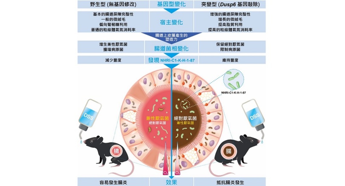 改善發炎性腸道疾病的新希望 國衛院發現調控腸道屏障及微菌叢平衡的機制