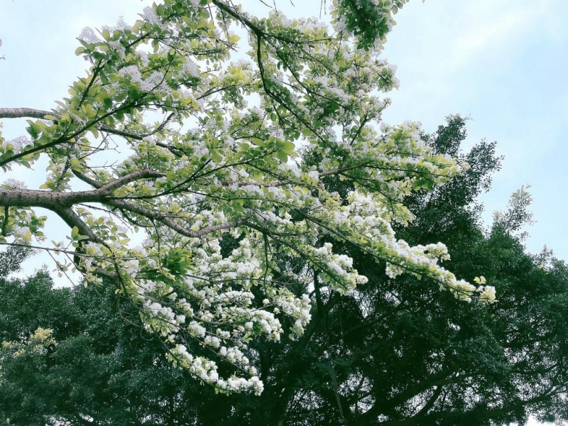 新北河濱再飄四月流蘇雪 賞花就趁現在