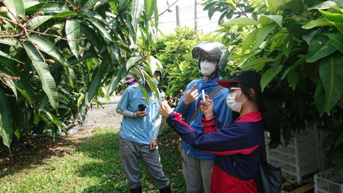 三月下旬霪雨導致改良種芒果著果率低 雲縣府建議中央列入災害救助