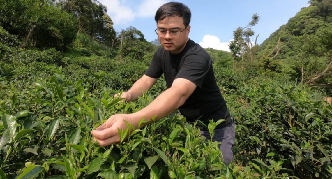 三峽好茶飄香國際 青農陳宣和傳承3代茶廠