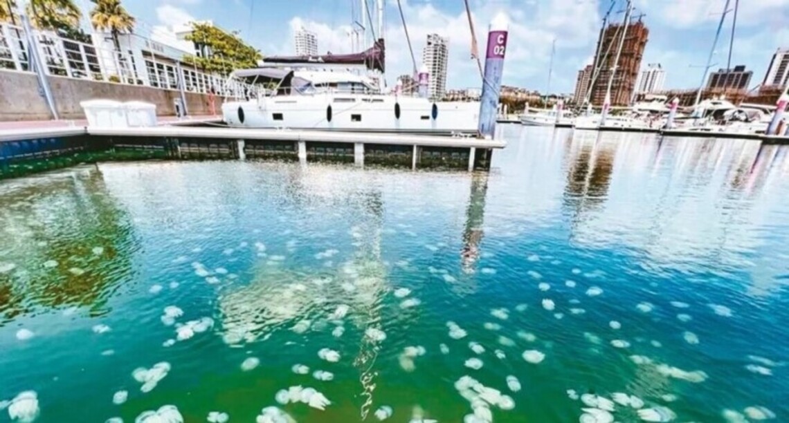 台南運河水母密集