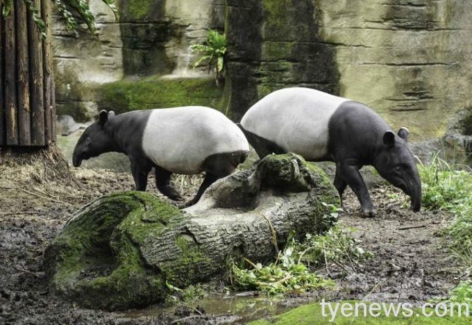 「貘豆」(左):希望我長大後,動物園也能幫我找到合適的伴侶「貘芳」:一定會的,