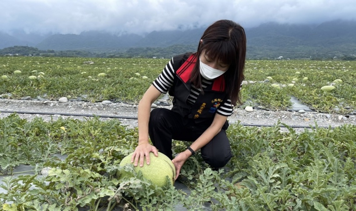 受2、3月連續降雨影響 花蓮縣府組勘災小組赴玉里鎮、卓溪鄉、瑞穗鄉瞭解芒果、西瓜受害情況