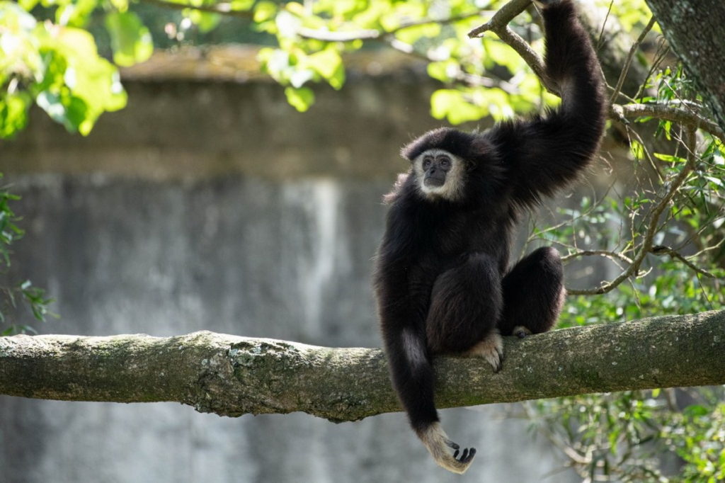 六福村動物保育大平台,與台北市立動物園共同實踐TAZA台灣動物園暨水族館協會長臂猿的保育計畫。(圖/六福旅遊集團提供)